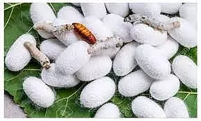 தருமபுரி ஏல அங்காடியில்  ரூ.13 லட்சத்துக்கு பட்டுக்கூடு விற்பனை