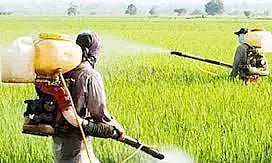 பயிர்களில் பூச்சிக்கொல்லி மருந்துகளை விவசாயிகள் அளவோடு பயன்படுத்த வேண்டும்