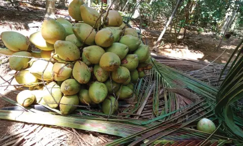 குலசேகரம் அருகே ஒரே குலையில் 107 தேங்காய்கள்