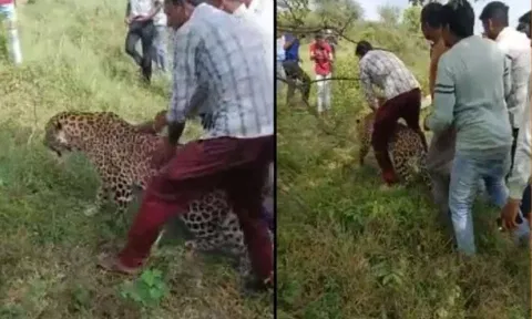 மத்திய பிரதேசத்தில் நோயால் பாதிக்கப்பட்ட சிறுத்தையை சித்ரவதை செய்து செல்பி எடுத்து மகிழ்ந்த கிராம மக்கள்
