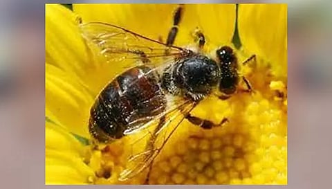 மலைத்தேனீக்களை அகற்றிய  தீயணைப்பு துறையினர்