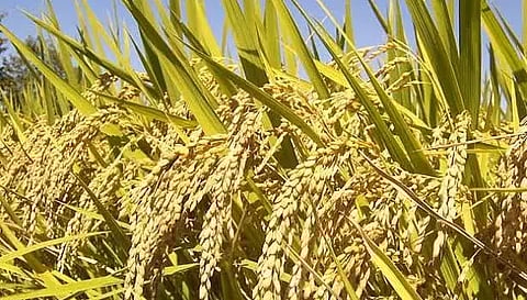 தமிழக அரசு நெல்லுக்கு அறிவித்துள்ள ஆதார விலையை உயர்த்தி வழங்க வலியுறுத்தல்