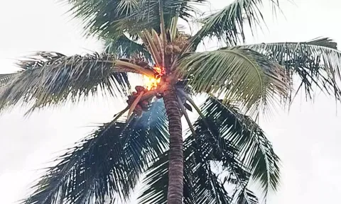 தென்னை மரம் தீ பிடித்து எரியும் காட்சி.