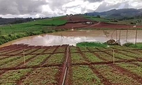 ஊட்டியில் 3 மணி நேரம் கொட்டியது: கனமழையால் நீரில் மூழ்கிய காய்கறி தோட்டங்கள்