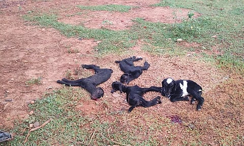 யானை தாக்கி 3 ஆட்டுக்குட்டிகள் பலி- நடவடிக்கை எடுக்க பொதுமக்கள் கோரிக்கை