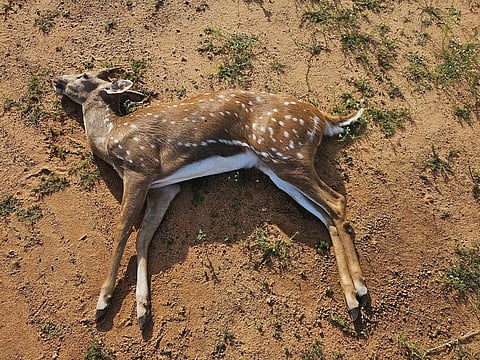 கம்பி  வேலியில் சிக்கி புள்ளிமான் உயிரிழப்பு