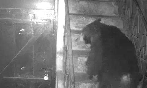 கோத்தகிரியில் ஊருக்குள் பகலிலும் உலா வரும் கரடிகள்