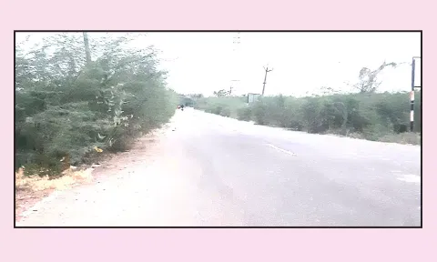 போக்குவரத்துக்கு இடையூறாக உள்ள கருவேல மரங்கள்