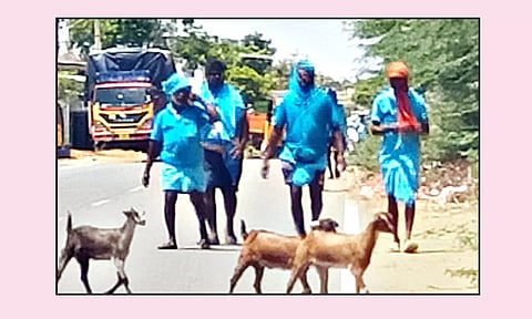 வேளாங்கண்ணிக்கு பாதயாத்திரை செல்லும் பக்தர்கள்
