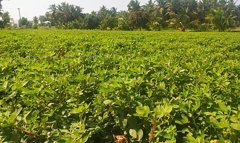 தொடர் மழையால் கருகும் நிலையில் கிடந்த நிலக்கடலை செடிகள் செழித்து வளர்ந்து உள்ளதை படத்தில் காணலாம்.