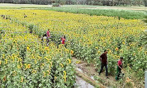 பூத்துக்குலுங்கும் சூரியகாந்தி மலர்களை படத்தில் காணலாம்.