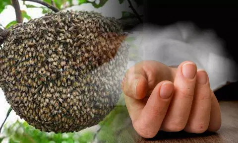 தேனீக்கள் கொட்டியதில் வாலிபர் பலி- கோவிலுக்கு சென்று திரும்பியபோது பரிதாபம்