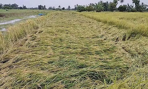 செங்கல்பட்டு பகுதியில் பலத்த மழை- அறுவடைக்கு தயாராக இருந்த 60 ஏக்கர் நெற்பயிர் சேதம்