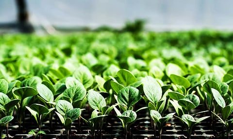 உரிமம் பெற்ற நாற்று பண்ணைகளில் விவசாயிகள் காய்-கனி நாற்றுகள் வாங்க வேண்டும்- அதிகாரி வேண்டுகோள்