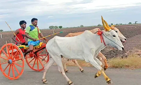 3-வது இடம் பிடித்த புதுமாப்பிள்ளை மாட்டுவண்டி ஓட்டி வந்தகாட்சி.