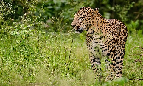 பூண்டி அருகே சிறுத்தைப்புலி நடமாட்டமா?: காட்டுப்பகுதியில் கேமரா பொருத்தி கண்காணிப்பு