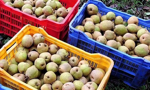 வெளியூர்களுக்கு அனுப்ப தயார் நிலையில் உள்ள பேரிக்காய்கள்.