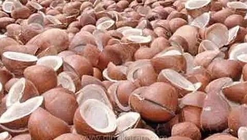 பரமத்தி வேலூர் தேசிய வேளாண்மை சந்தையில் தேங்காய் பருப்பு ஏலம்