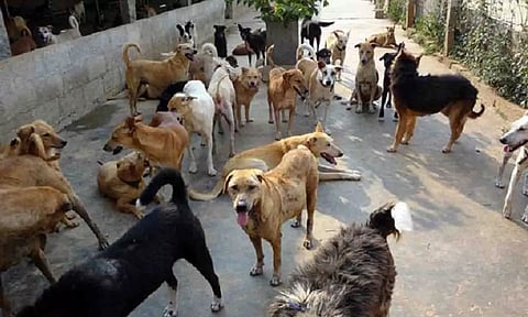 கோப்பு படம்