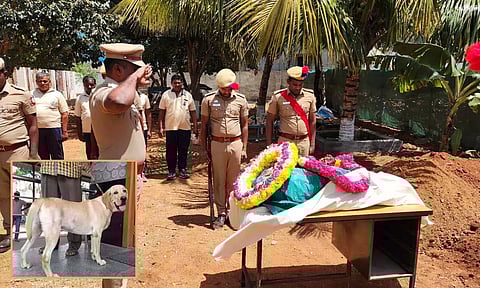 வெடிகுண்டு கண்டுபிடிக்கும் பிரிவில் பணியாற்றி உயிரிழப்பு: போலீஸ் மரியாதையுடன் மோப்பநாய் உடல் அடக்கம்
