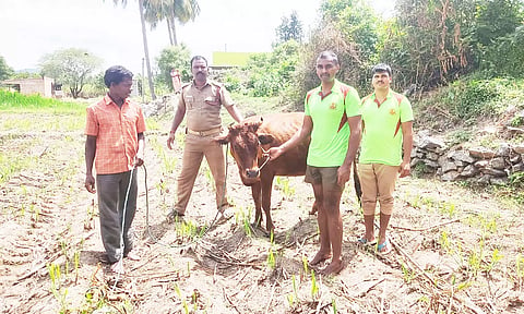 கிணற்றில் விழுந்த பசு மாடு மீட்பு