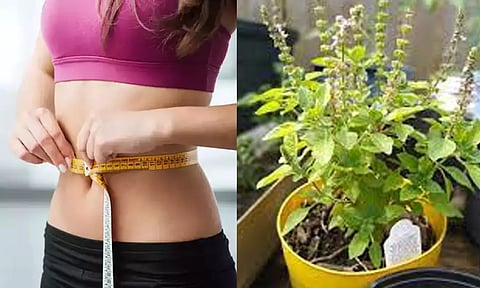 மூல வியாதியை தீர்க்கும், உடல் பருமனை குறைக்கும் துளசி