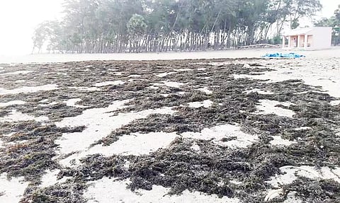 உச்சிப்புளி அருகே சீனியப்பா தர்ஹா கடற்கரையோர பகுதியில் மீனவ பெண்கள் கடற்பாசிகளை காய வைத்துள்ளனர்.