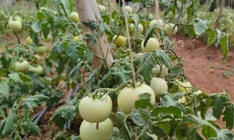 மேட்டுப்பாளையத்தில் தக்காளி விலை கடும் வீழ்ச்சி