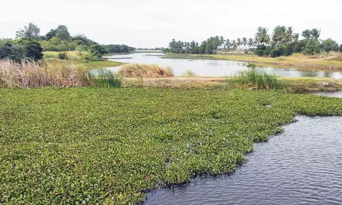 ஆறுகளை ஆக்கிரமித்துள்ள ஆகாய தாமரை. 
