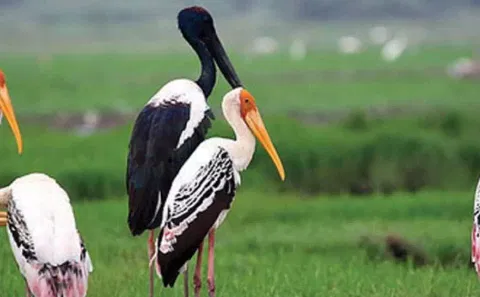 கரைவெட்டி பறவைகள் சரணாலயத்தை ராம்சர் தளமாக அறிவிக்க பரிந்துரை