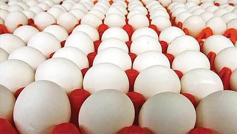 நாமக்கல் மண்டலத்தில்முட்டை விலை மேலும் 5 பைசா உயர்வு