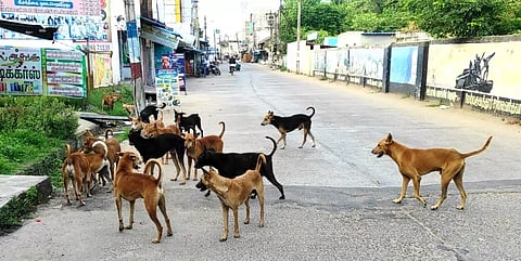 தெரு நாய்களால் பொதுமக்கள் கடும் அவதி