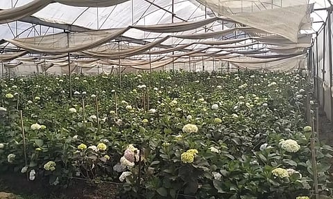 கொய்மலர் சாகுபடியில் கோத்தகிரி விவசாயிகள் ஆர்வம்