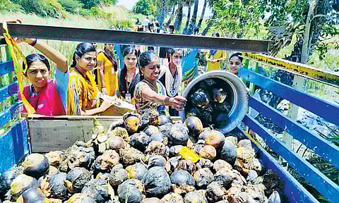 பனை விதைகள் சேகரிக்கும் பணியில் ஈடுபட்ட மாணவிகள்.
