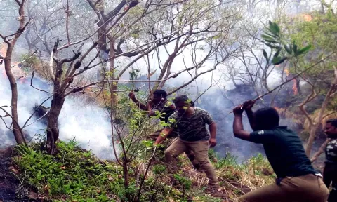 சிவகிரி  மலை பகுதியில் பற்றிய தீ கட்டுக்குள் வந்தது