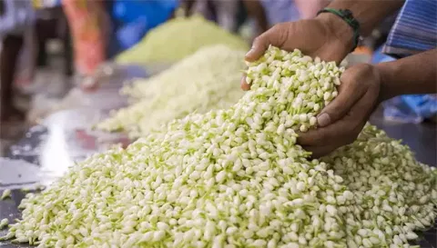 சேலம் மார்க்கெட்டுகளில்மல்லிகை பூ கிலோ ரூ.600-ஆக உயர்வு