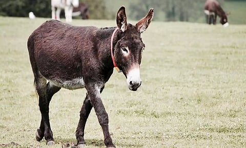 2-ம் நூற்றாண்டில் புகழின் உச்சத்தில் இருந்தது- கழுதை தேய்ந்து...500 ஆகி விட்டது