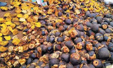 பனை விதைகள் சேகரிப்பு பணி தொடக்கம்