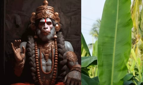 அனுமன் சாப்பிட்ட இலை!