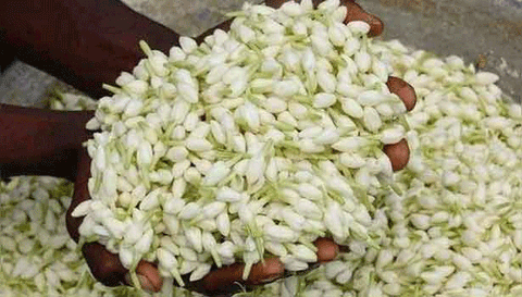 மல்லிகை விலை திடீர் உயர்வு