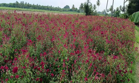 பண்ருட்டி தொரப்பாடி பகுதியில் பூத்துக் குலுங்கும் கோழி கொண்டை  பூக்களை படத்தில் காணலாம்.