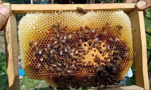 தேனீ வளர்ப்பு குறித்து பயிற்சி