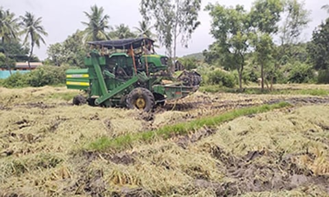 நெல் அறுவடை செய்த காட்சி.