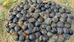 10 ஏக்கர் நிலப்பரப்பில் பனை விதை நடவு செய்த தொழிலதிபர்