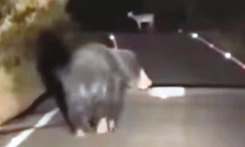 உடுமலை-மூணாறு சாலையில் உலா வரும் கரடியை காணலாம்.