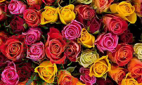 ரோஜாக்களின் நிறமும், குணமும்..!