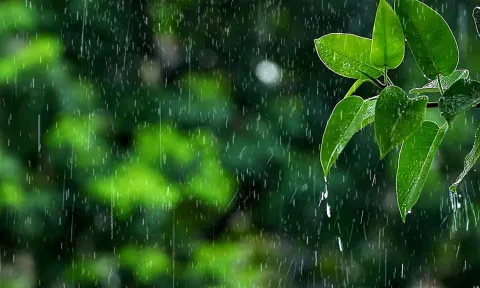 நெல்லை மாவட்டத்தில் மாஞ்சோலை வனப்பகுதியில் மழை நீடிப்பு
