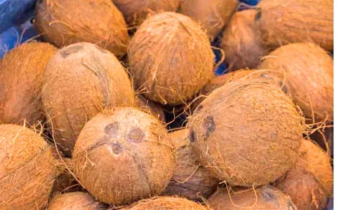உடன்குடி பகுதியில் தேங்காய்களுக்கு கொள்முதல் விலை குறைவு