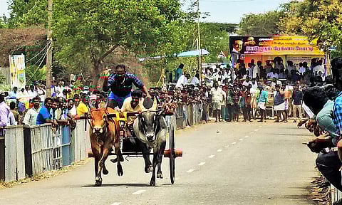 பந்தயத்தில் சீறிவரும் ஒரு ரேக்ளா வண்டியின் காட்சி.