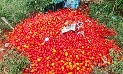 ஒட்டன்சத்திரத்தில் குப்பையில் கொட்டப்பட்ட தக்காளி.